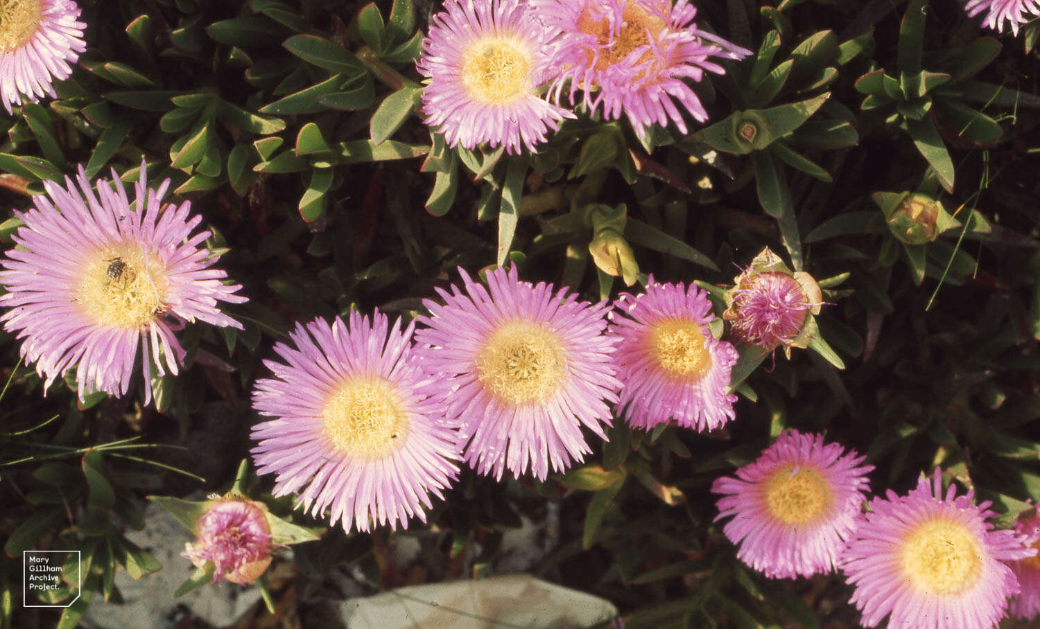 Image of Ice Plants