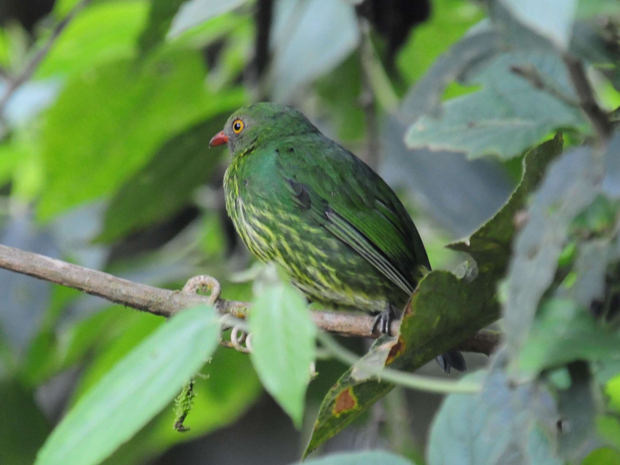 Image of Orange-breasted Fruiteater