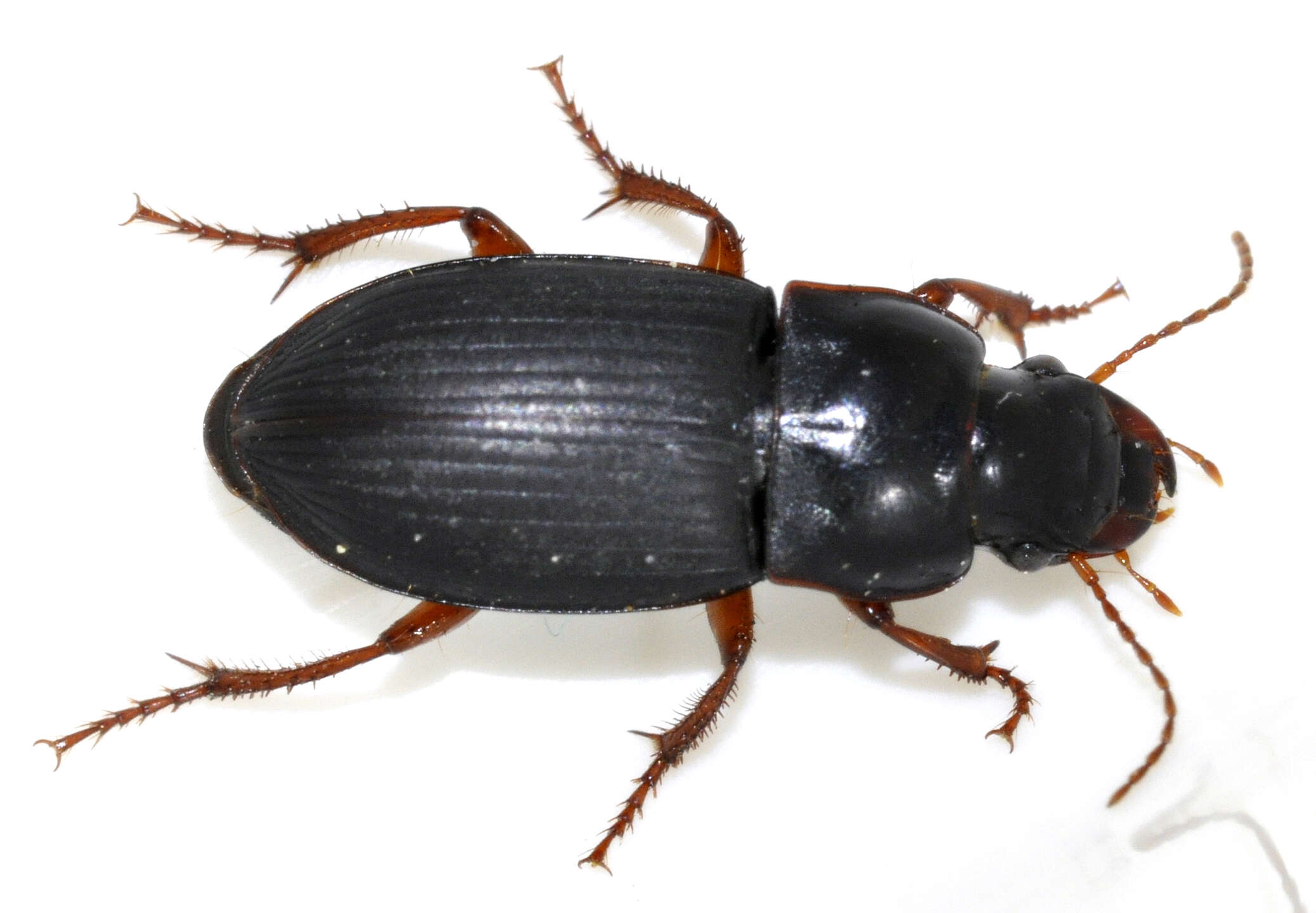 Image of Carabidae