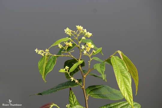 Image de Microcos paniculata L.