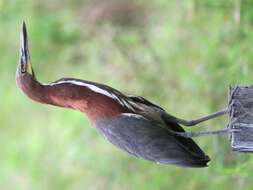 Image of Rufescent Tiger Heron