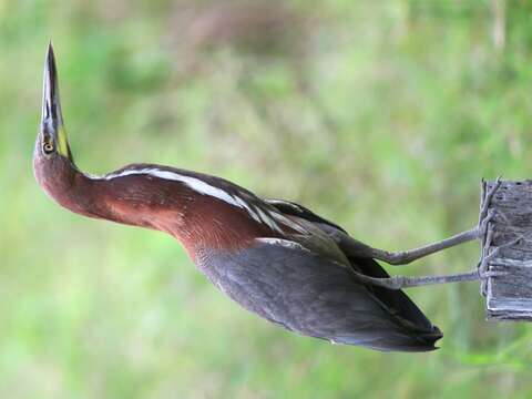 Image of Rufescent Tiger Heron