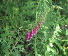 Imagem de Digitalis purpurea L.