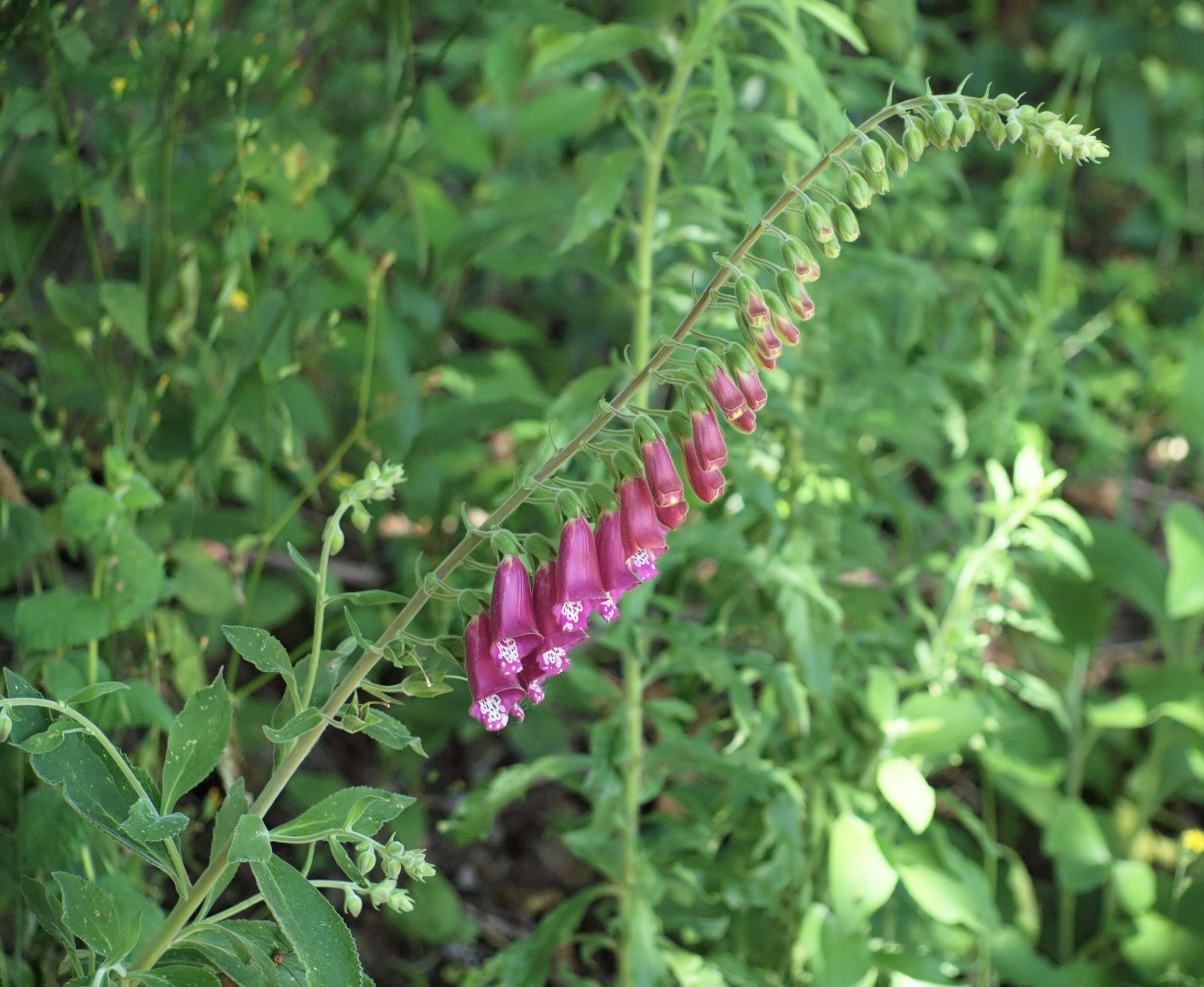 Imagem de Digitalis purpurea L.