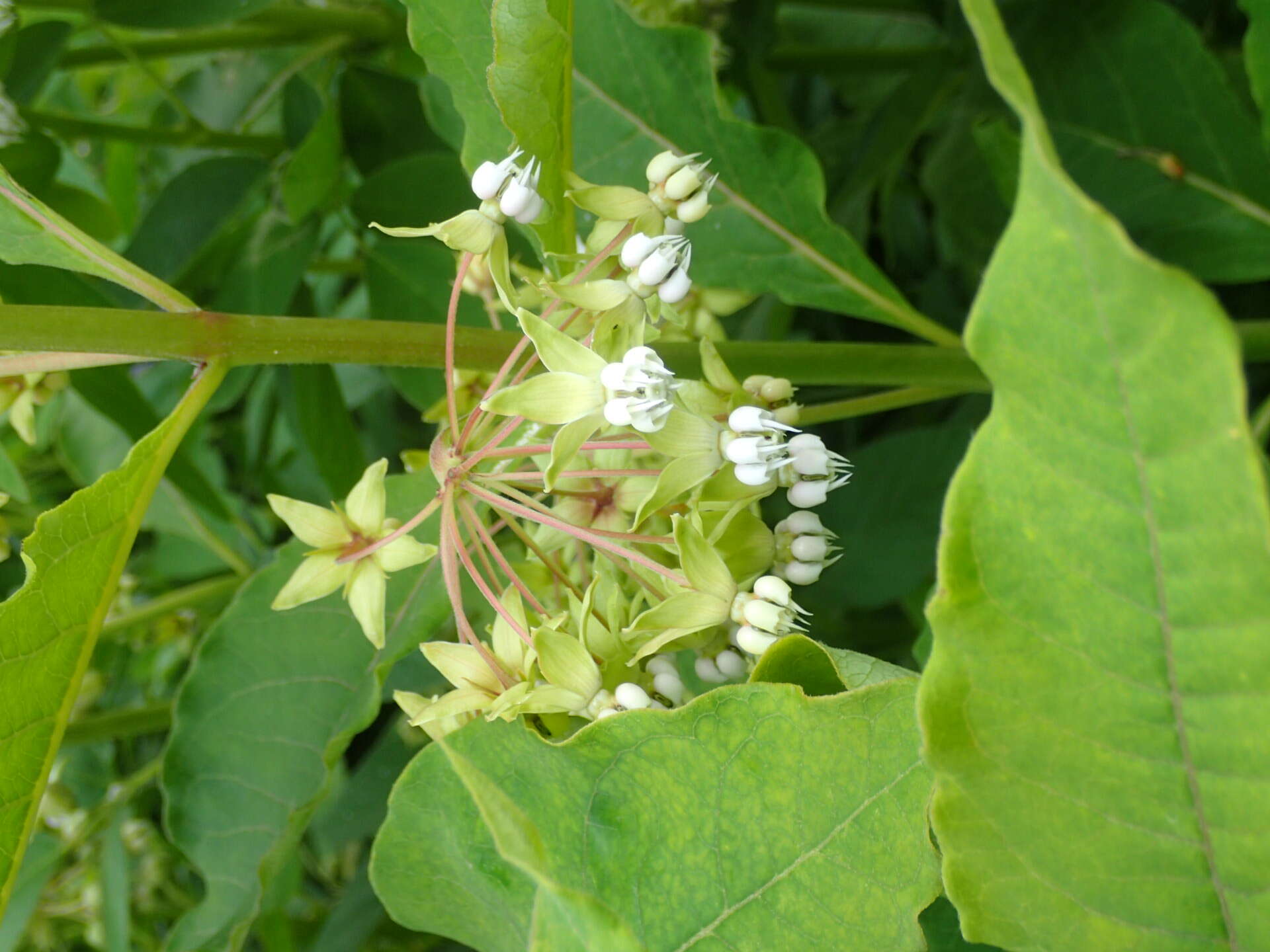 Слика од Asclepias exaltata L.