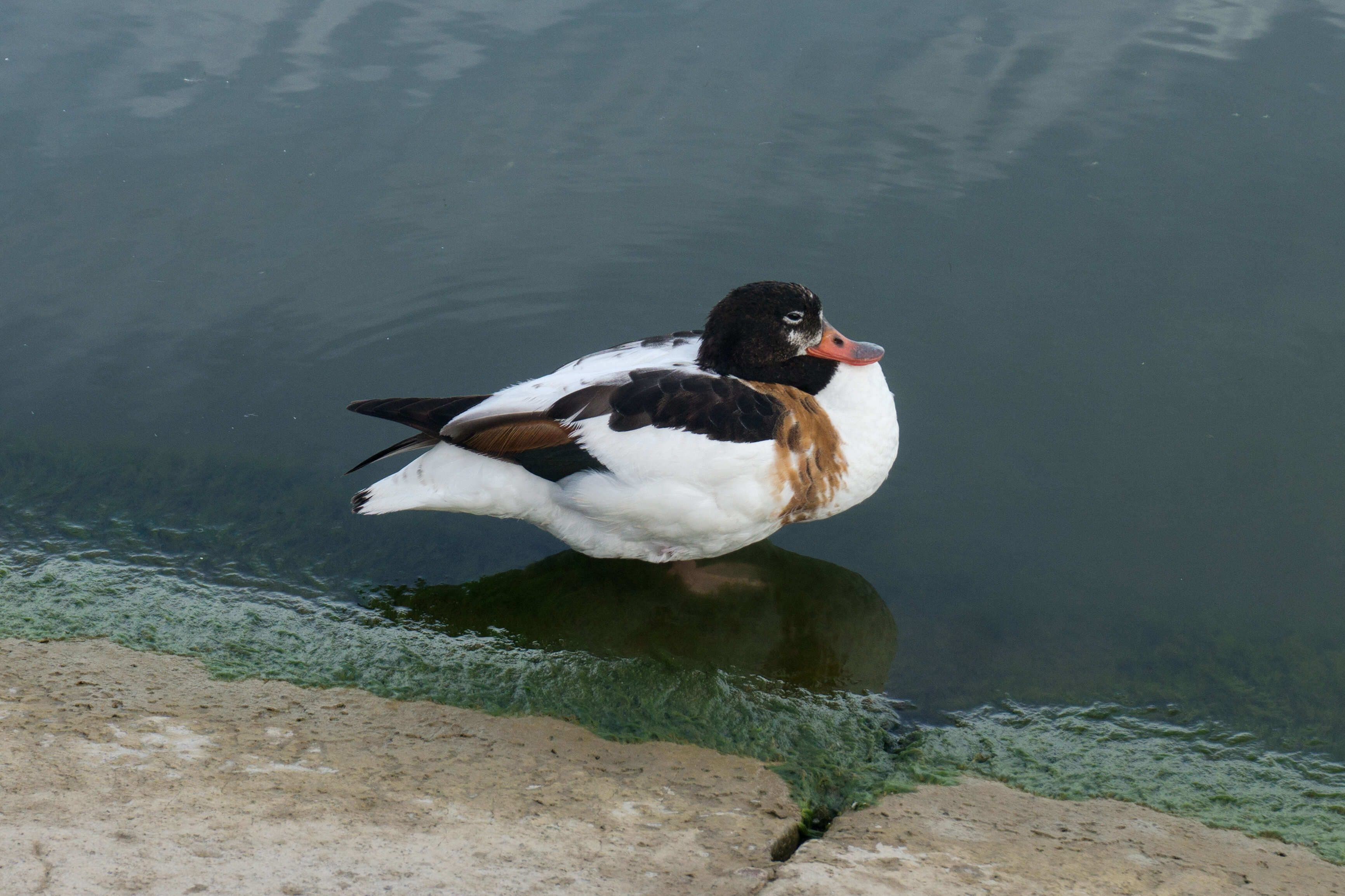 Image of shelduck, common shelduck