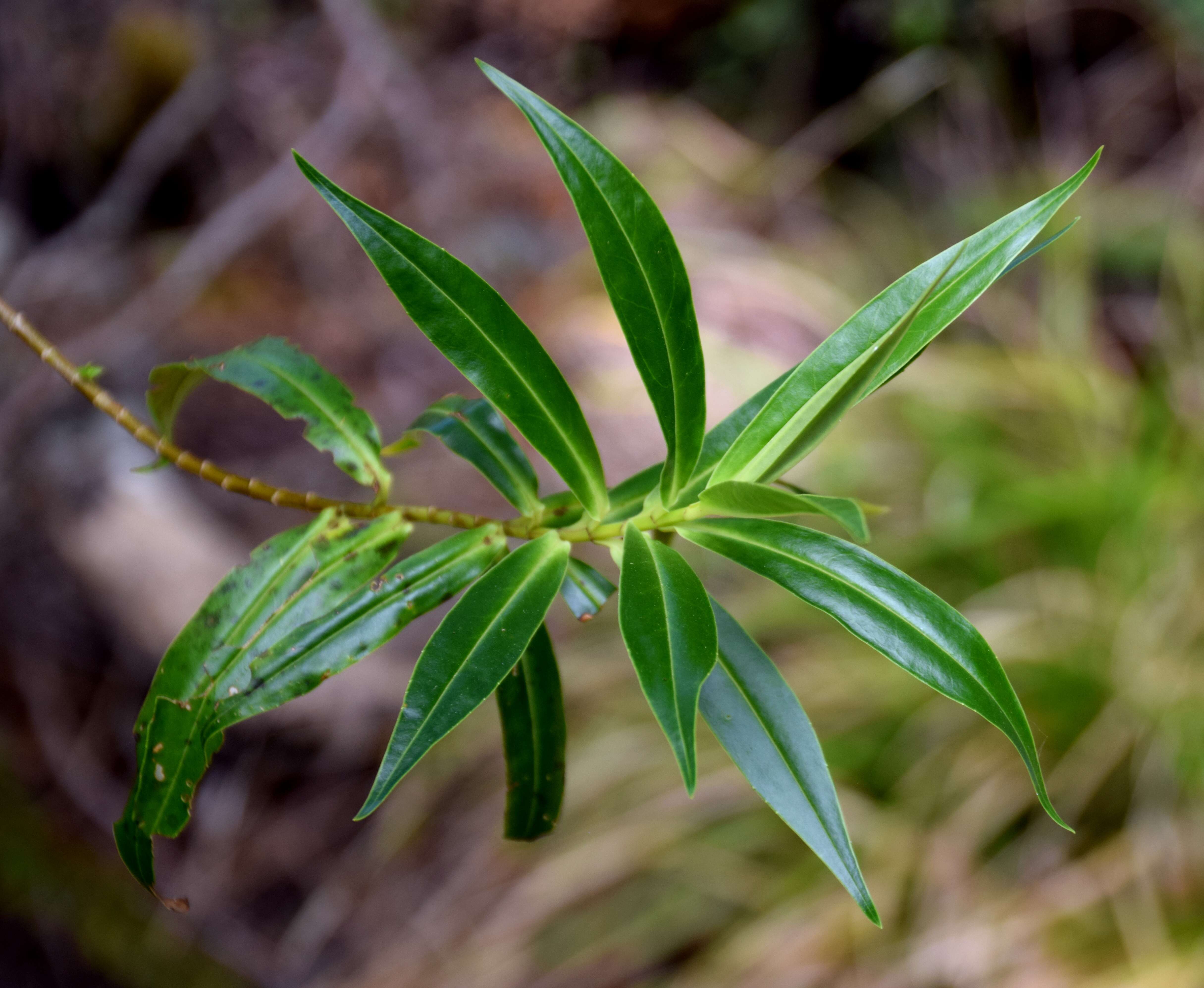 Image of Veronica salicifolia G. Forster