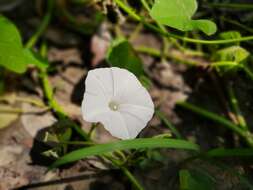 Image of kangkung