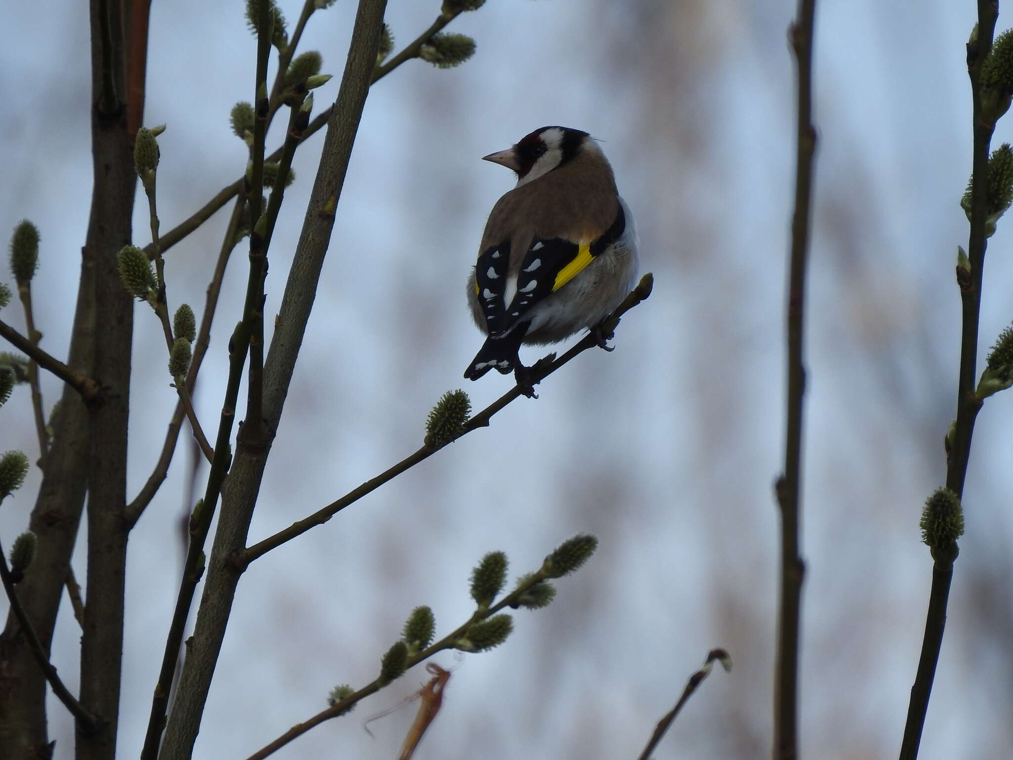 Image of European Goldfinch