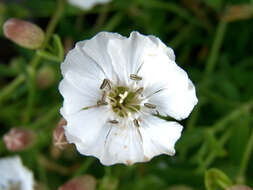 Image of Catchfly