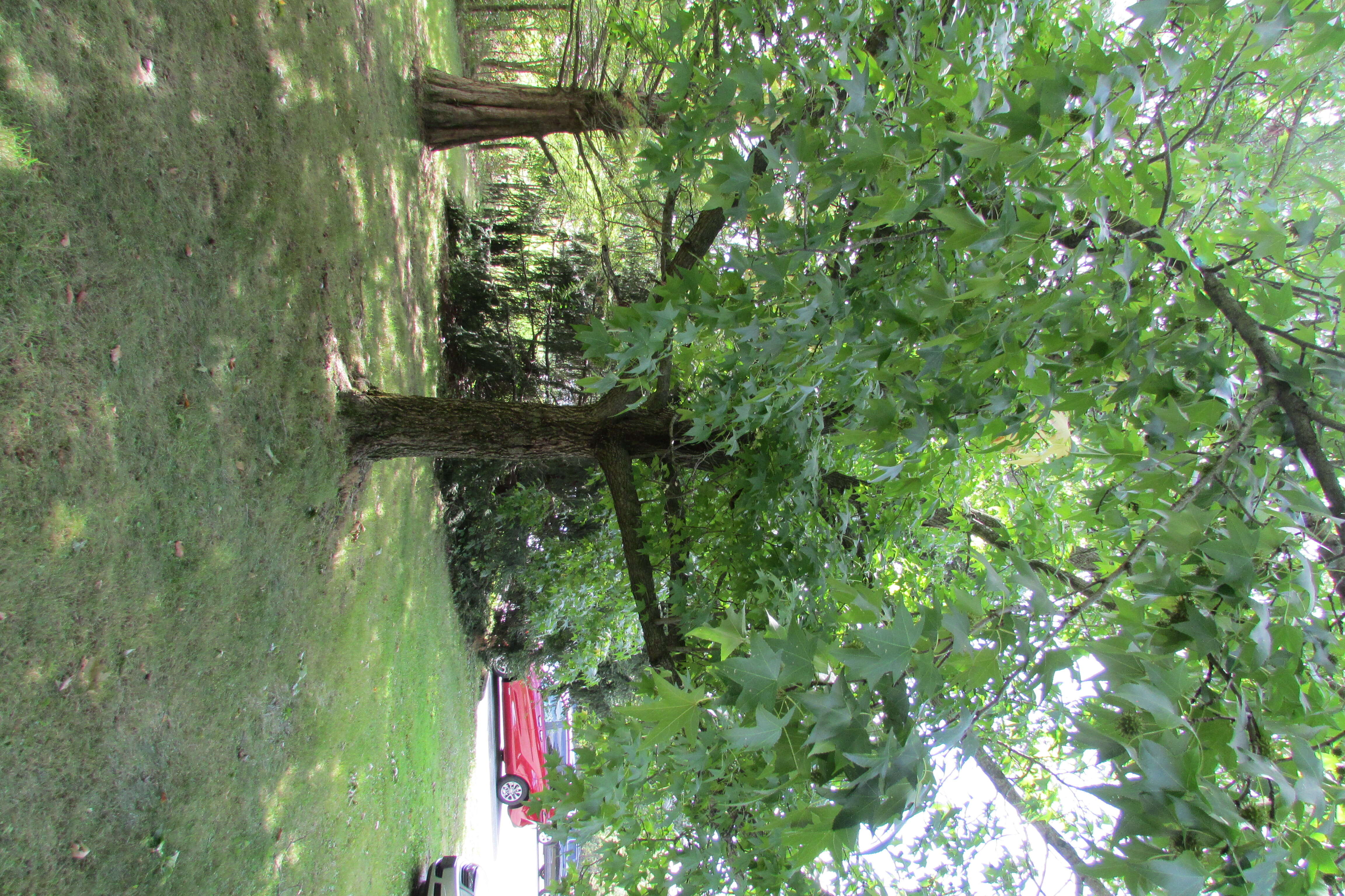 Image of American Sweetgum