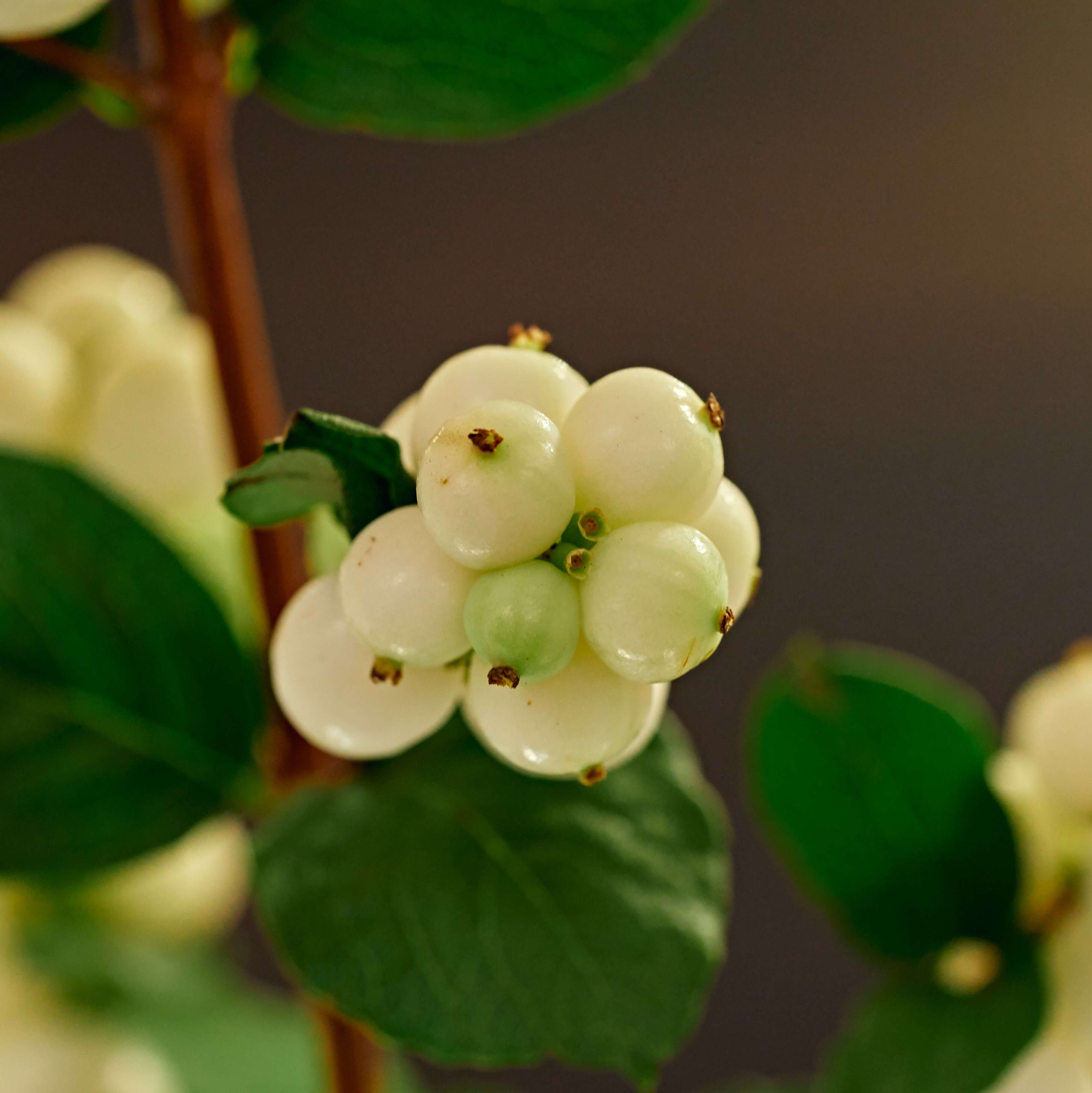 Image of common snowberry