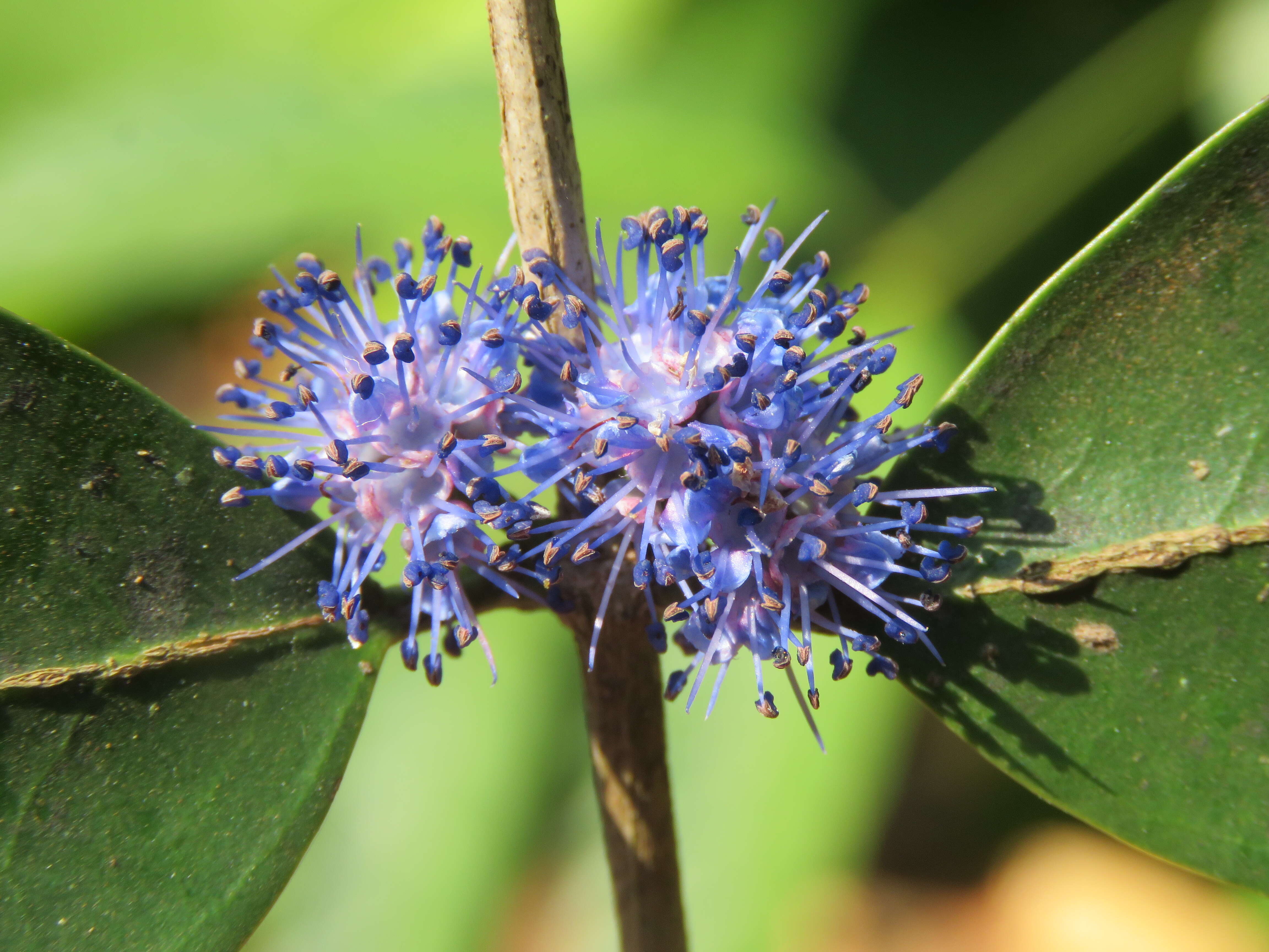 Image of Memecylon umbellatum Burm. fil.