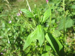 Image of american willowherb