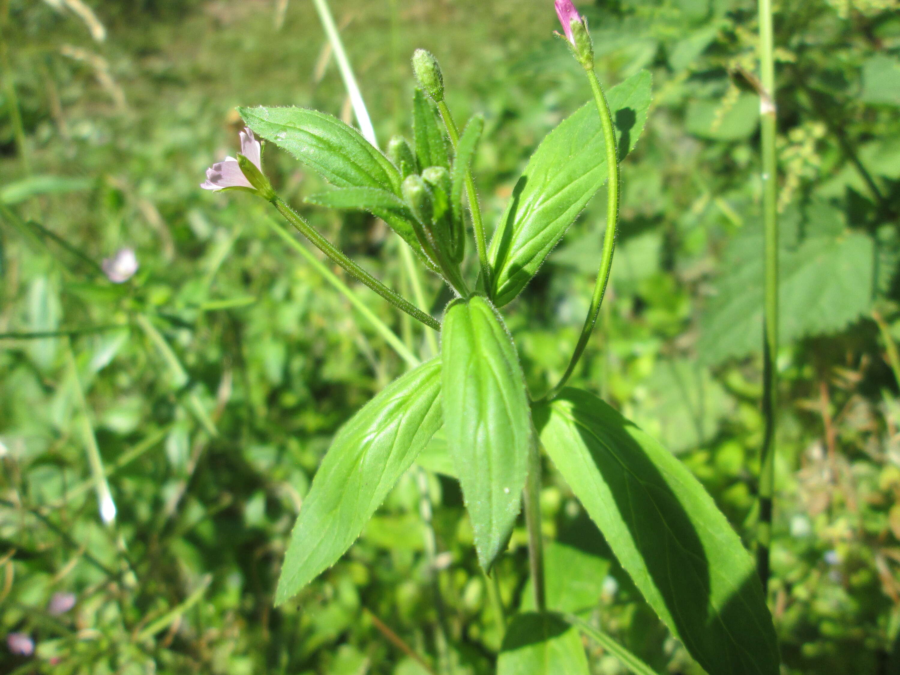 Image of american willowherb