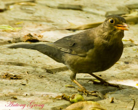 Image of Tickell's Thrush