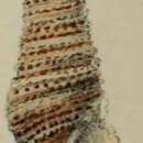 Image of Iotyrris notata (G. B. Sowerby Iii 1889)