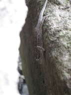 Image of Drakensberg Dwarf Chameleon