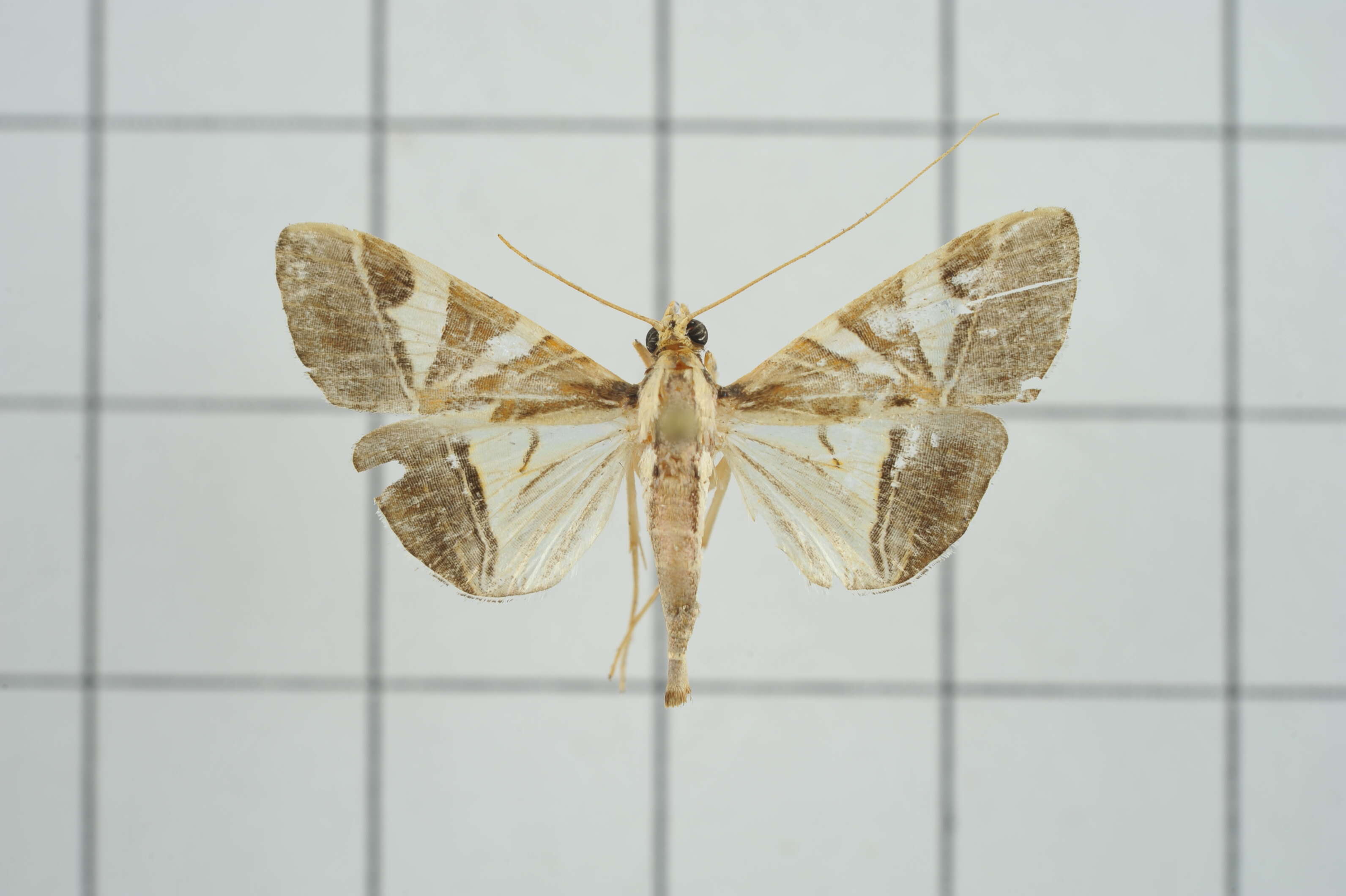 Agrioglypta itysalis Walker 1859 resmi