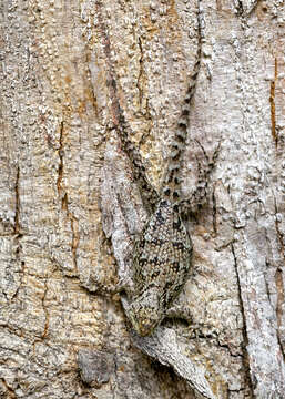 Image of Green Spiny Lizard