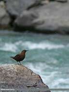 Image of Brown Dipper