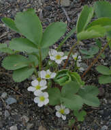 Image of Virginia strawberry