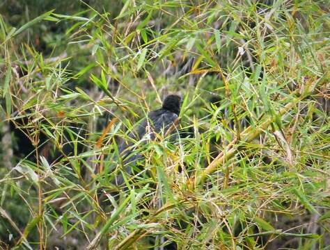 Image of Black-billed Coucal