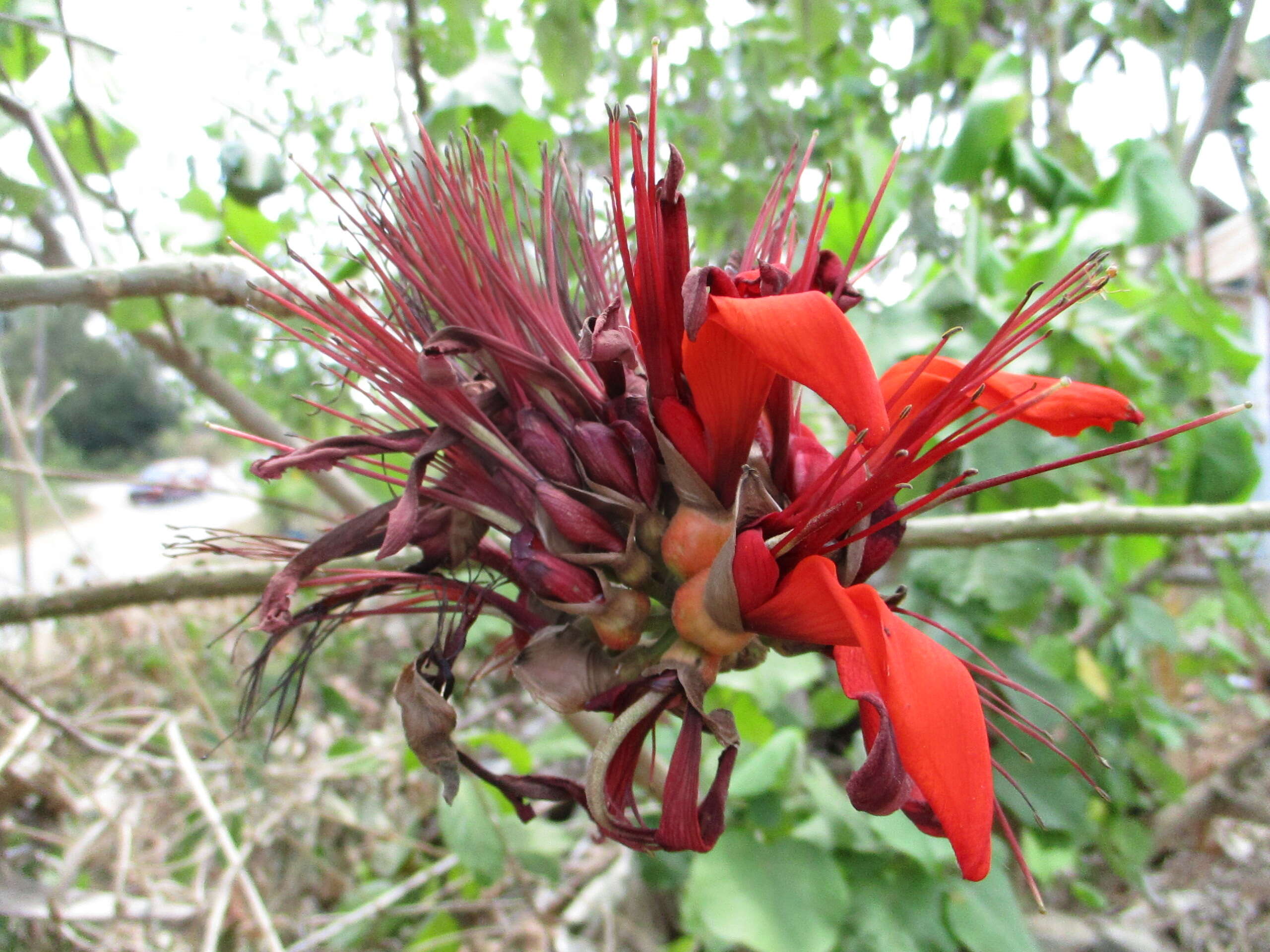 Image of tiger's claw