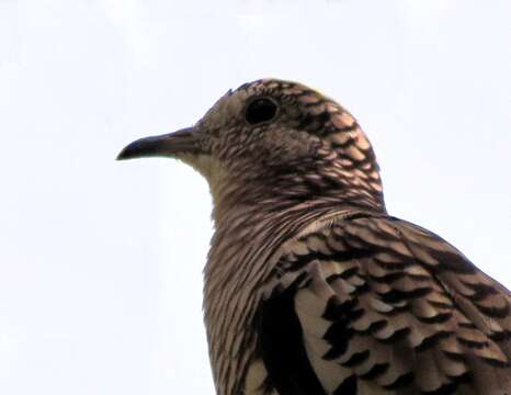 Image of Scaled Dove