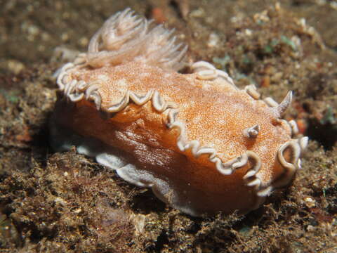 Image de Glossodoris hikuerensis (Pruvot-Fol 1954)