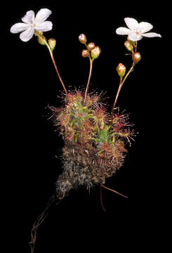 Image of Drosera dichrosepala Turcz.