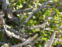 Image of Melicytus alpinus (Kirk) P. J. Garnock-Jones