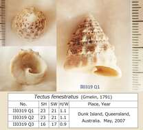 Image of Tegulidae Kuroda, Habe & Oyama 1971