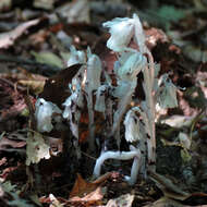 Image of Indian Pipe