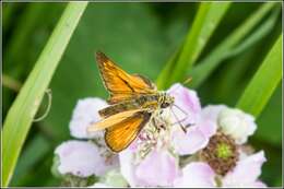 Image of lulworth skipper