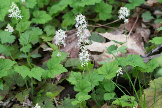 Image of Heartleaved foamflower