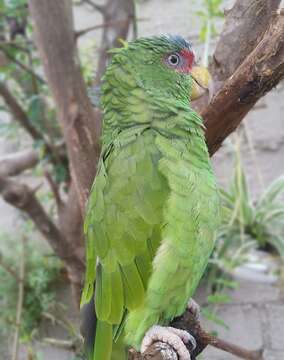 Image of White-fronted Amazon