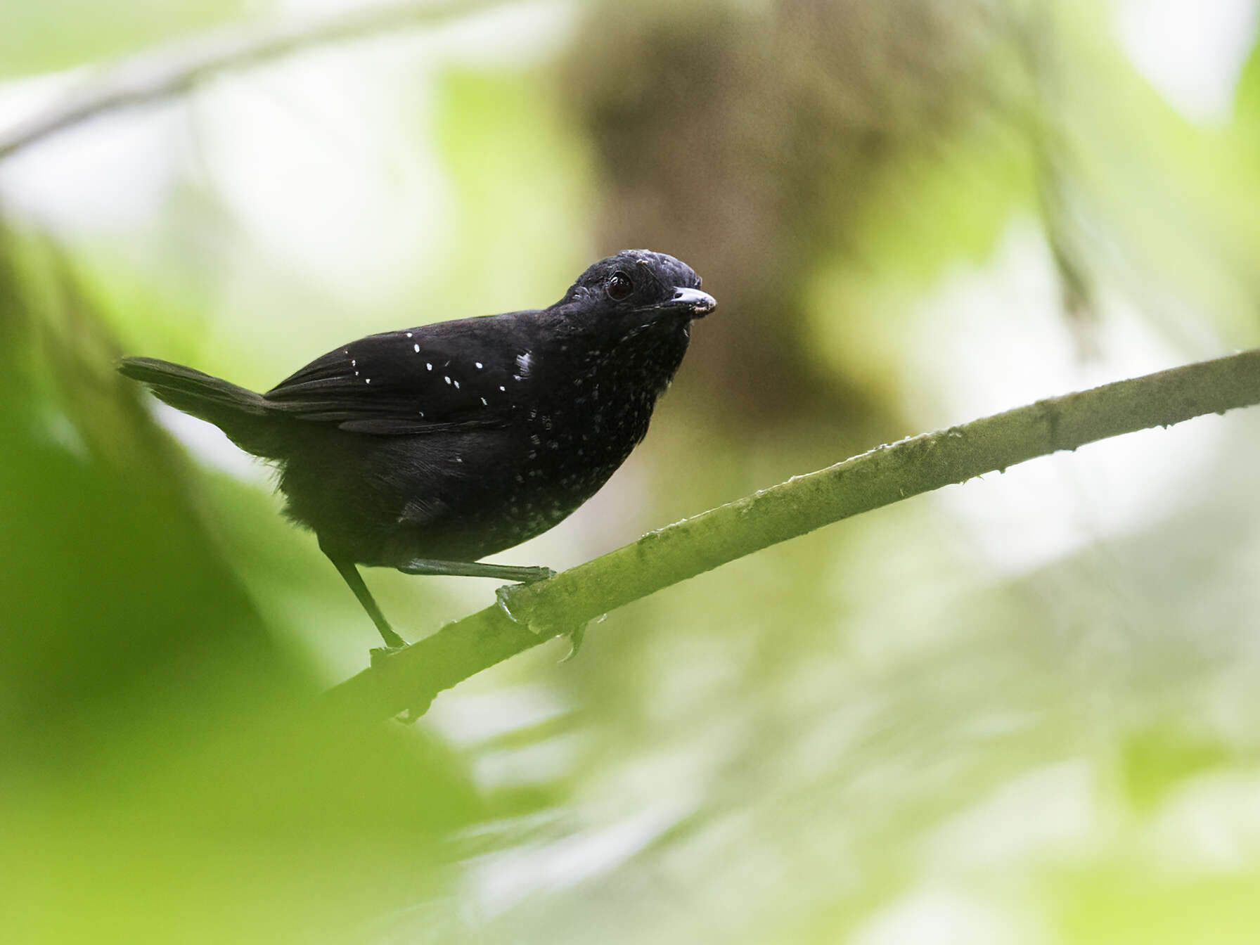 Image of Stub-tailed Antbird