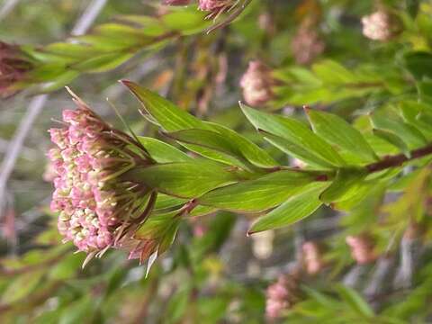 Image of Platysace lanceolata (Labill.) Druce