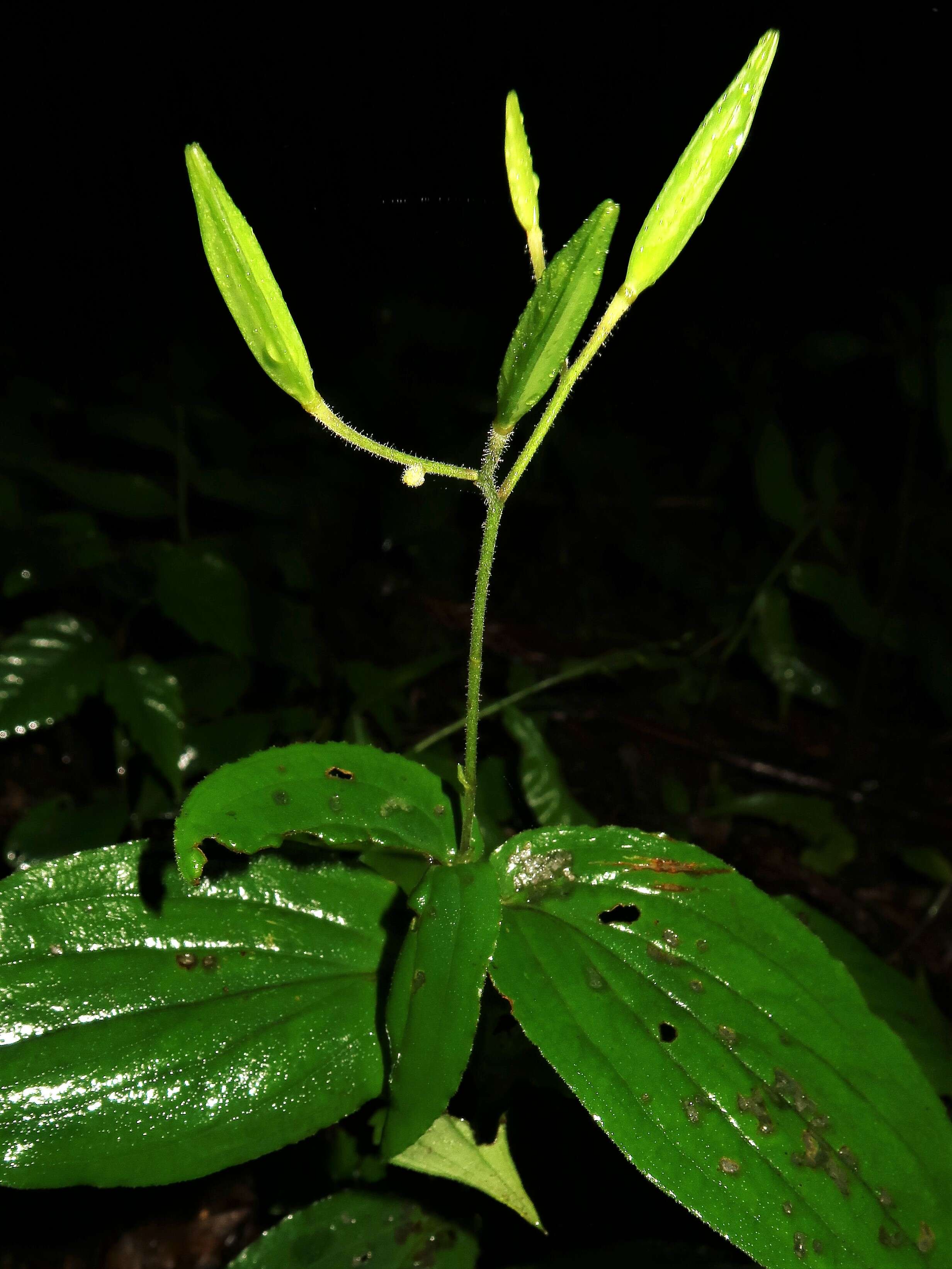 Image of Tricyrtis macropoda Miq.