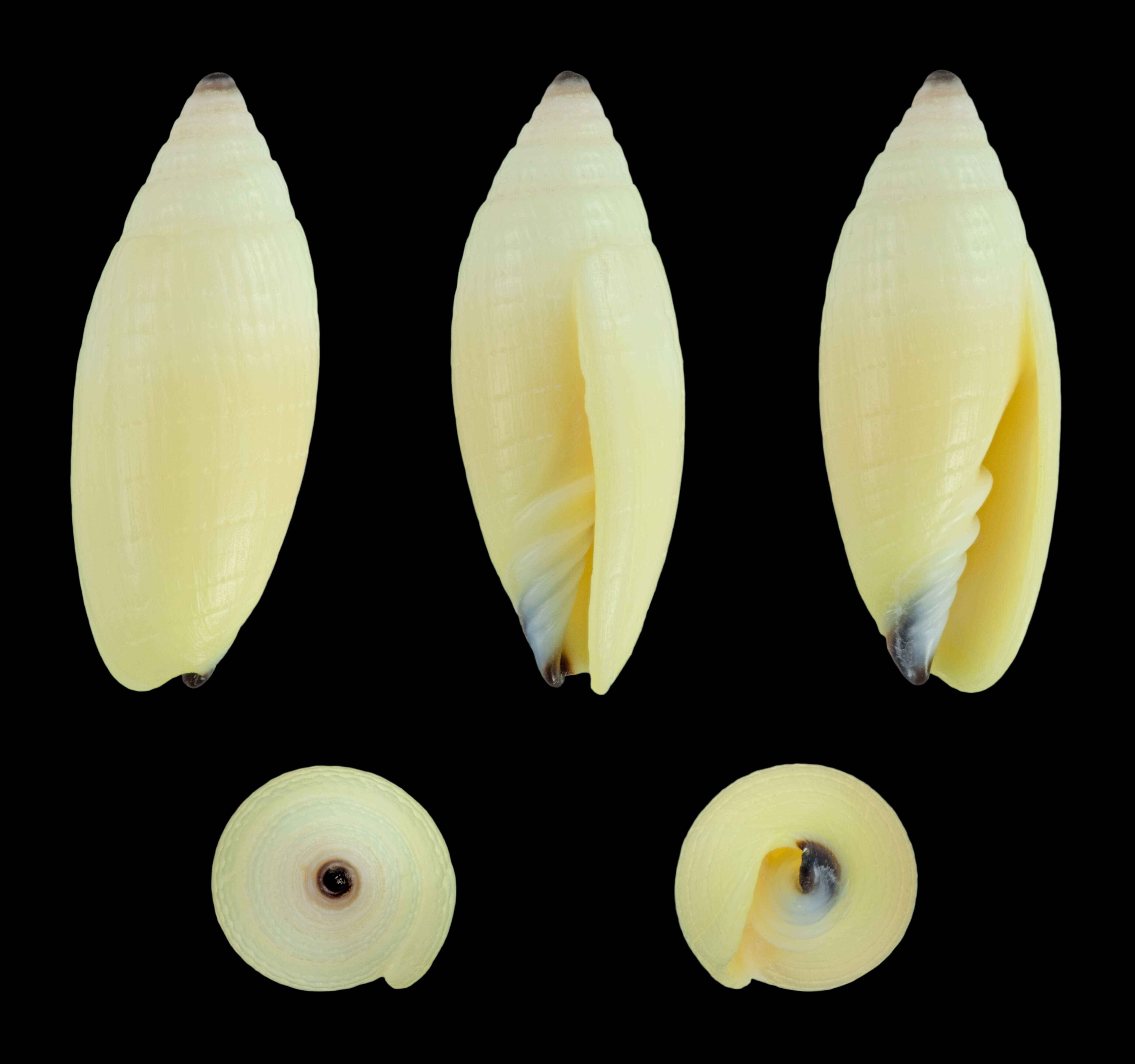 Image of Scabricola olivaeformis (Swainson 1821)