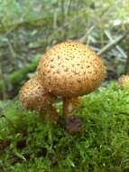 Pholiota squarrosa (Vahl) P. Kumm. 1871 resmi