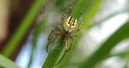 Image of Mangora acalypha (Walckenaer 1802)