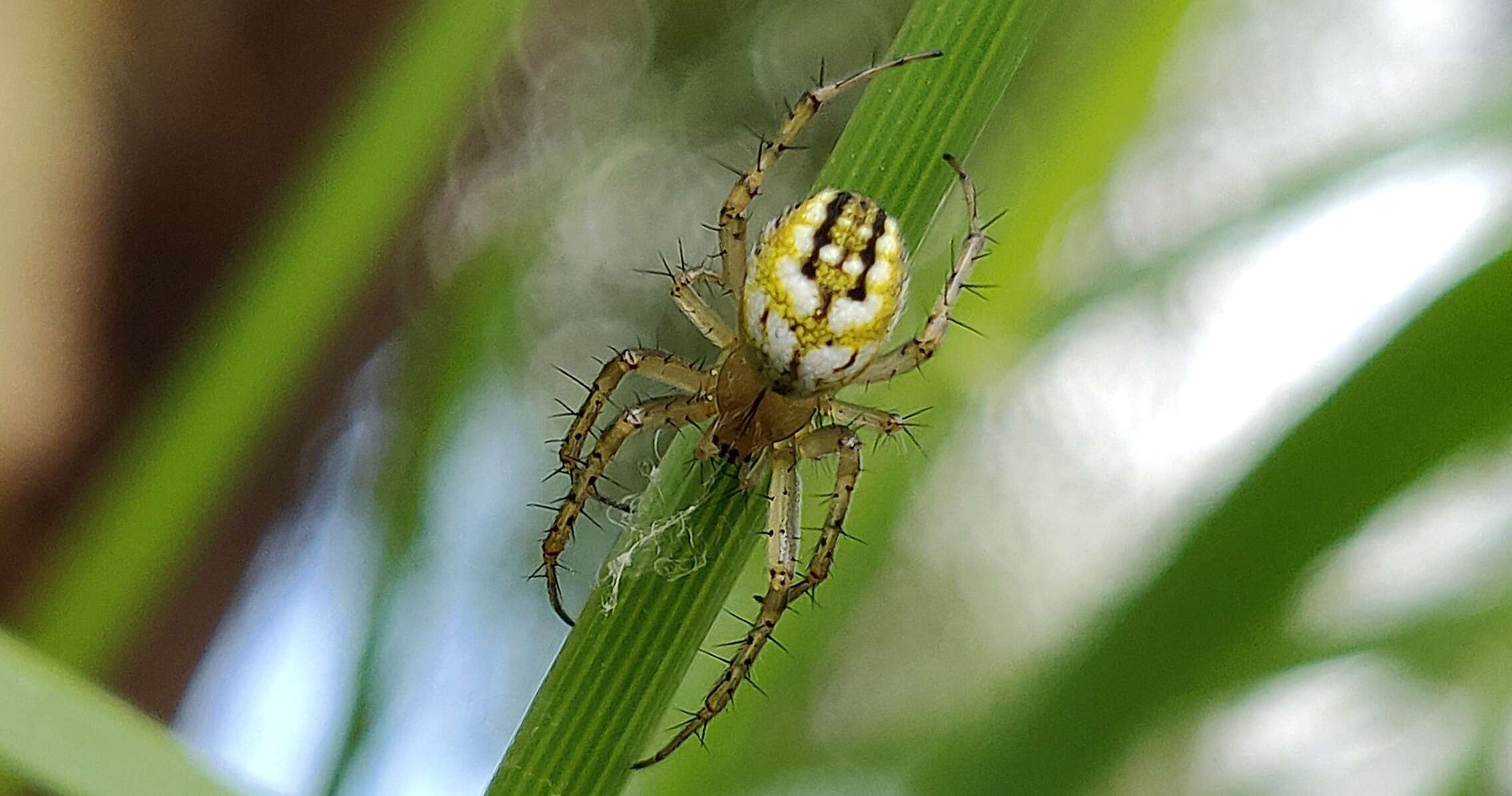 Image of Mangora acalypha (Walckenaer 1802)