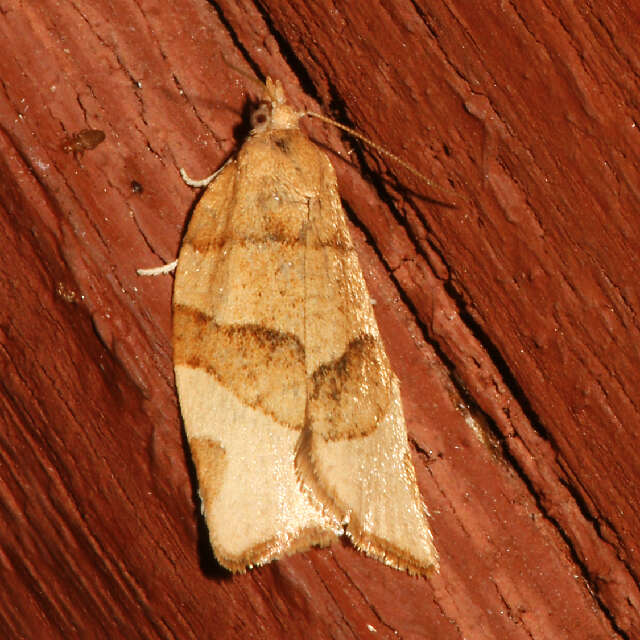 Image of barred fruit-tree tortrix