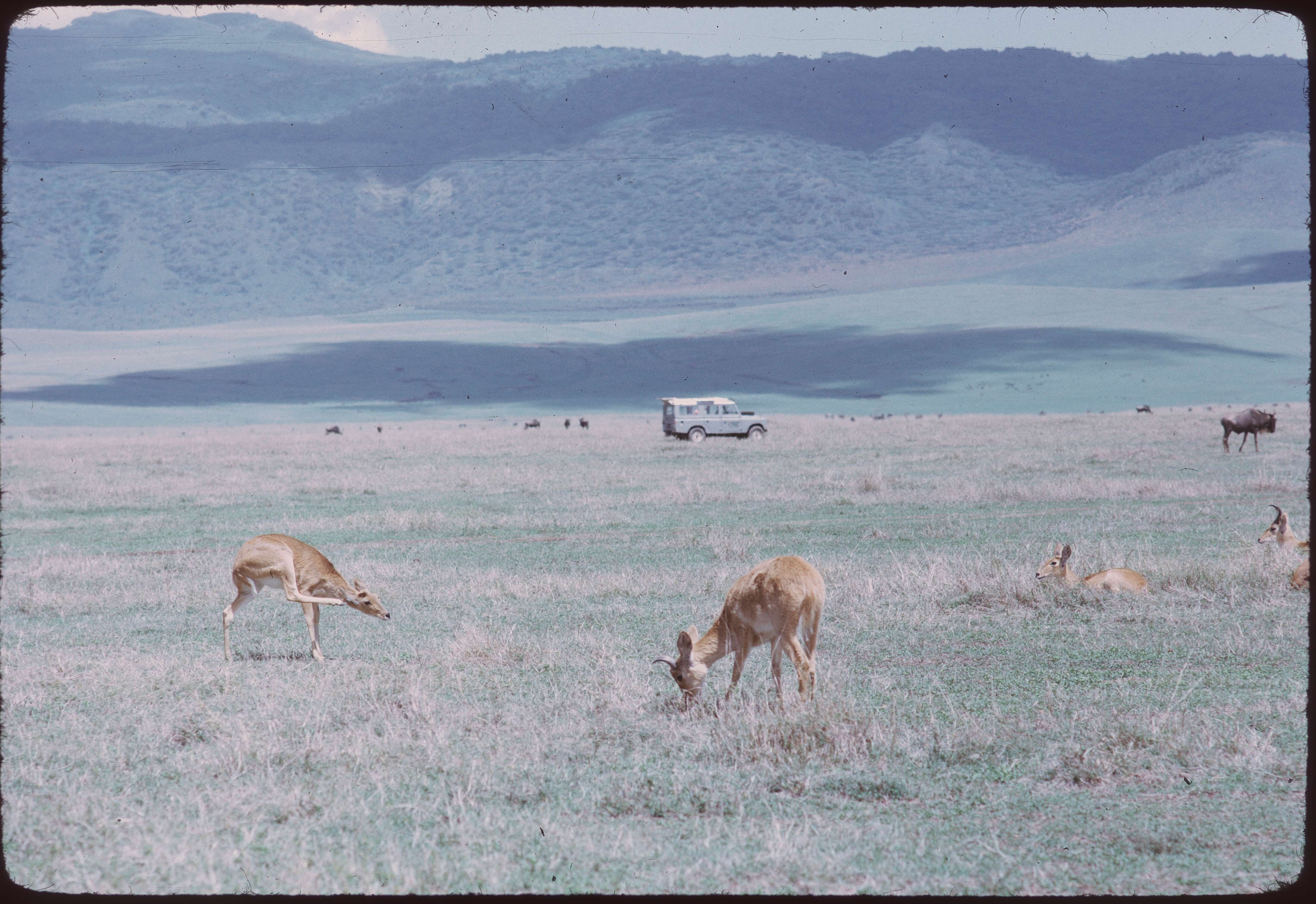 Image of Bohor Reedbuck