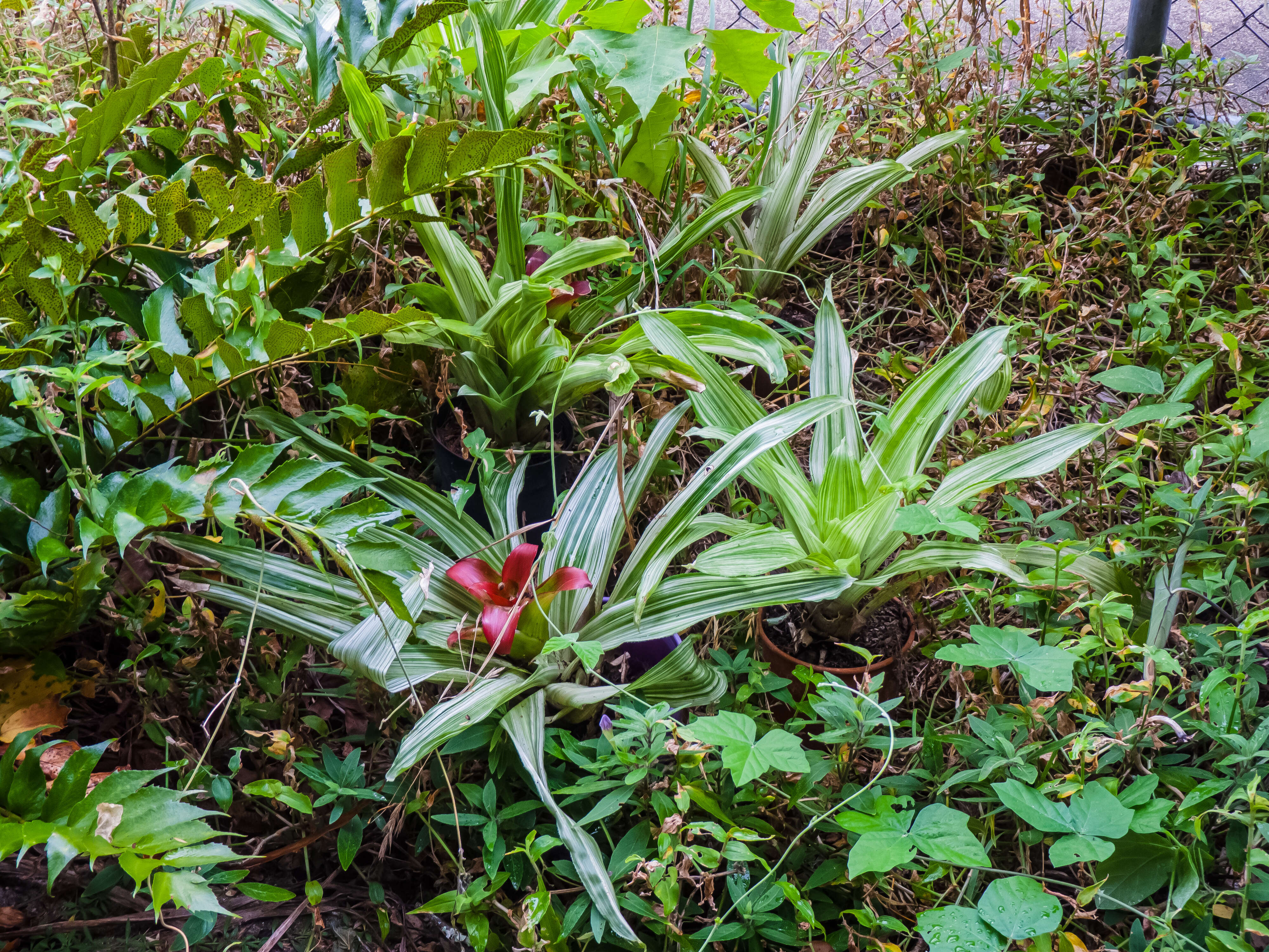 Nidularium billbergioides (Schult. & Schult. fil.) L. B. Sm.的圖片