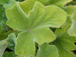 Image of Pelargonium tomentosum Jacq.