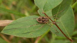 Image of Daddy longleg