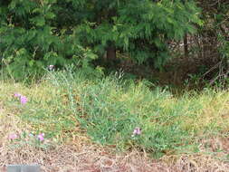 Image of Everlasting pea